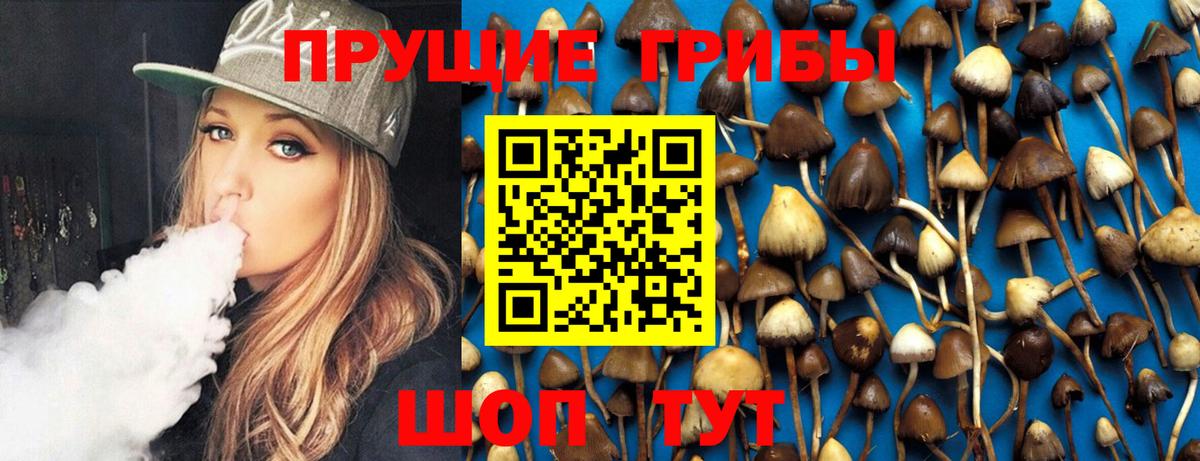 Галлюциногенные грибы Psilocybe Москва
